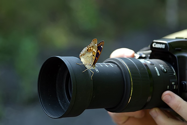 makrofotografie focen&iacute; mot&yacute;lů
