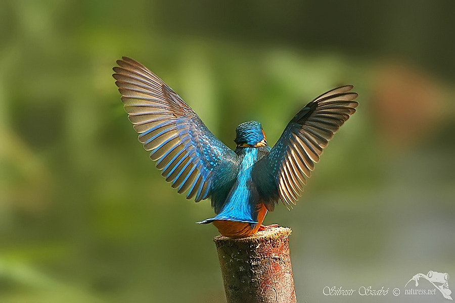 Ledň&aacute;ček ř&iacute;čn&iacute; (Alcedo atthis)