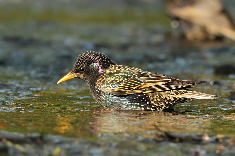 &Scaron;paček obecn&yacute; (Sturnus vulgaris)