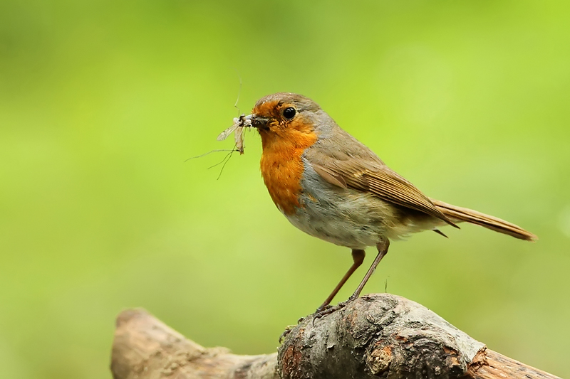Červenka obecn&aacute; (Erithacus rubecula)