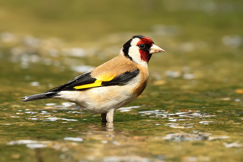 Stehl&iacute;k obecn&yacute; (Carduelis carduelis)