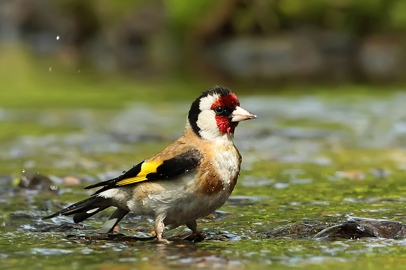 Stehl&iacute;k obecn&yacute; (Carduelis carduelis)