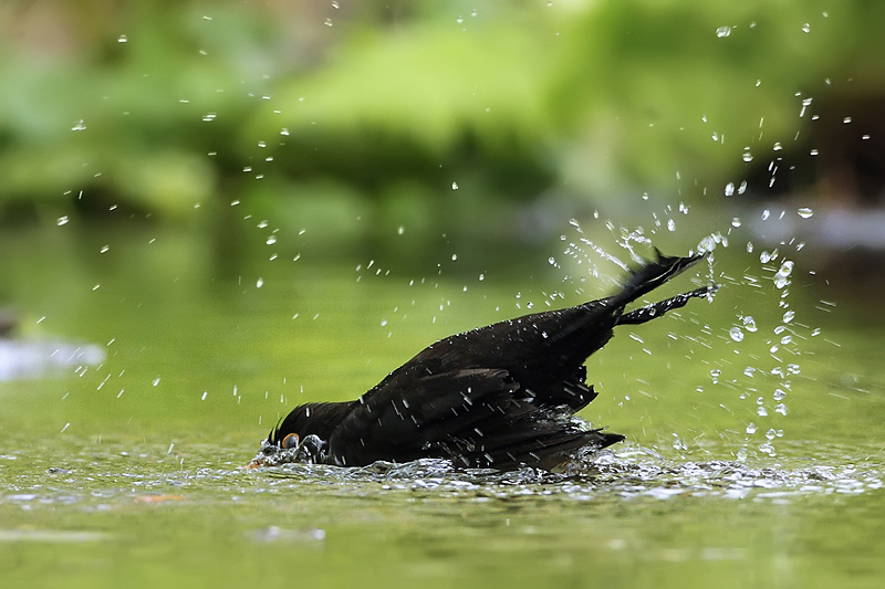 Kos čern&yacute; (Turdus merula)