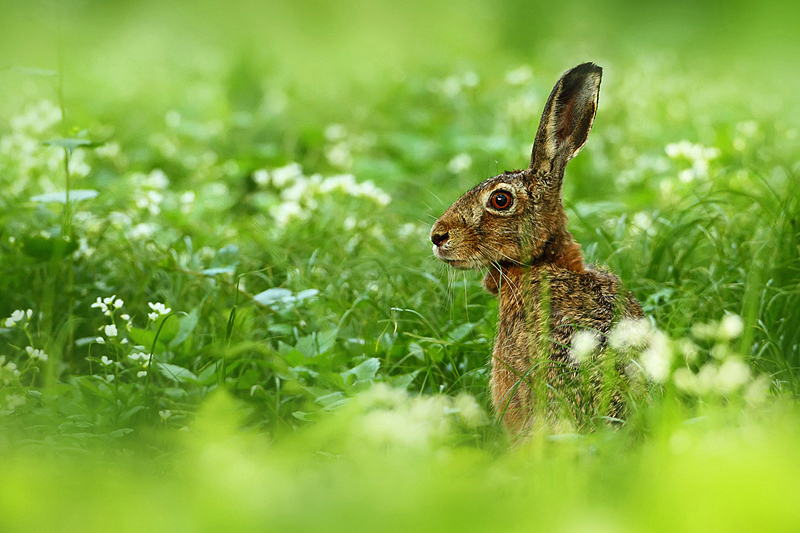Zaj&iacute;c poln&iacute; (Lepus europaeus)