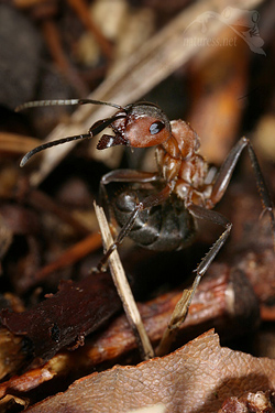 Mravenec lesn&iacute; (Formica rufa)