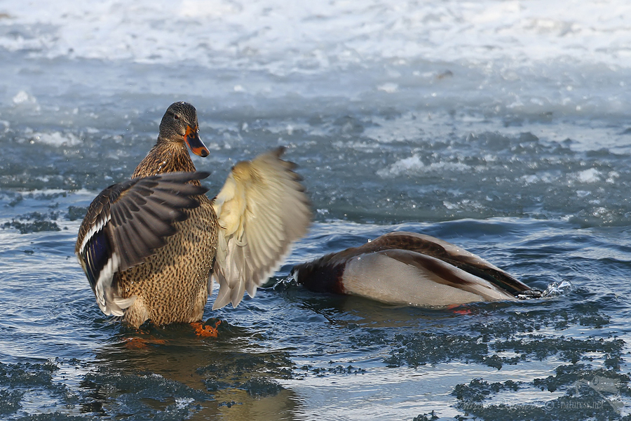 Kachna divok&aacute; (Anas platyrhynchos)