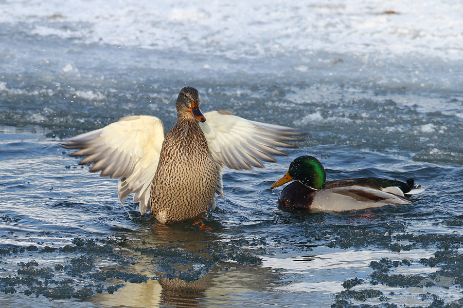Kachna divok&aacute; (Anas platyrhynchos)