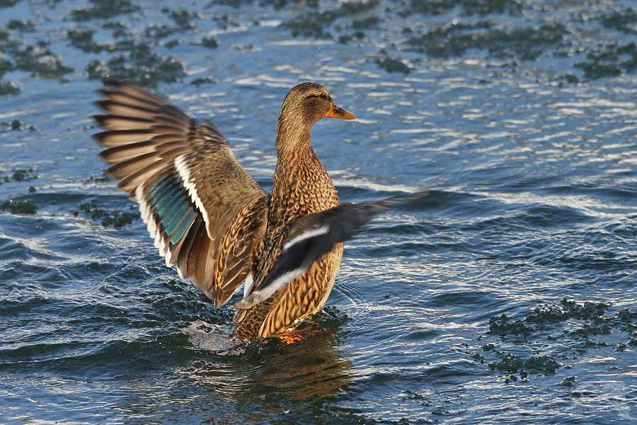 Kachna divok&aacute; (Anas platyrhynchos)