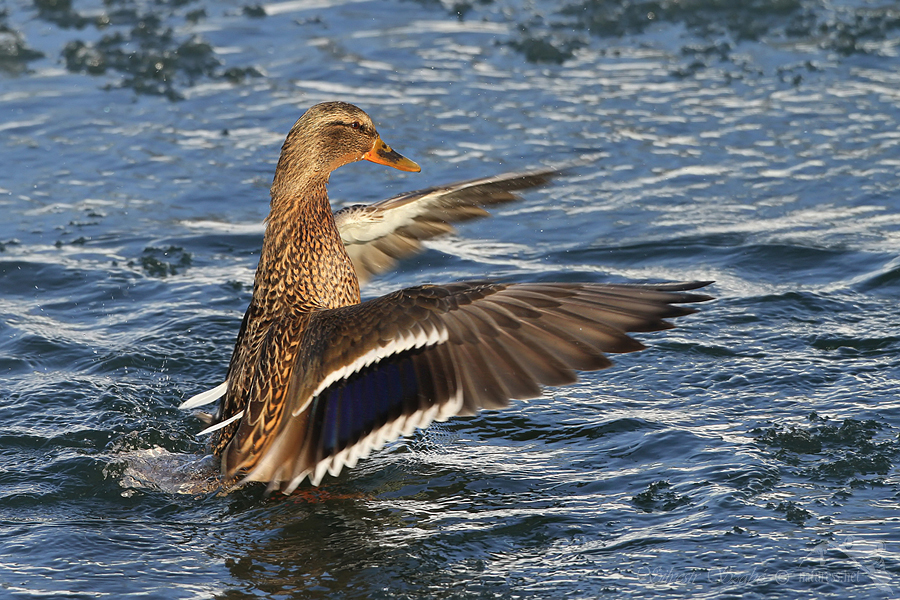 Kachna divok&aacute; (Anas platyrhynchos)
