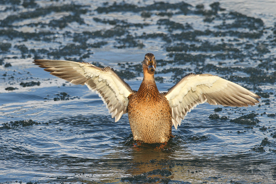 Kachna divok&aacute; (Anas platyrhynchos)