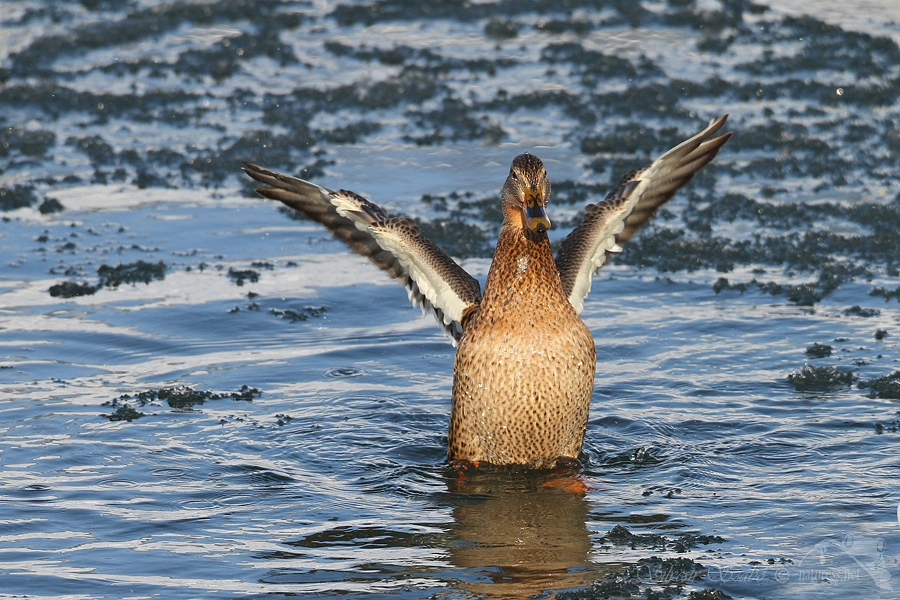 Kachna divok&aacute; (Anas platyrhynchos)