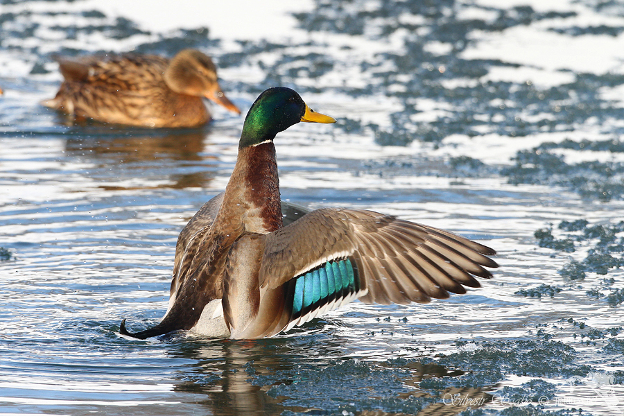 Kachna divok&aacute; (Anas platyrhynchos)