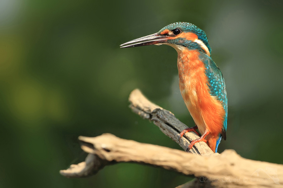 Ledň&aacute;ček ř&iacute;čn&iacute; (Alcedo atthis)