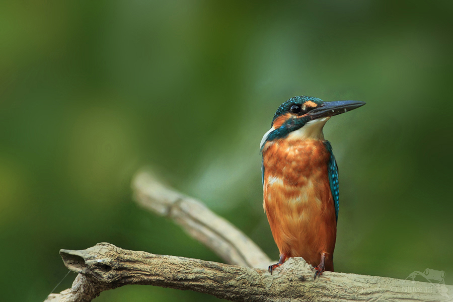 Ledň&aacute;ček ř&iacute;čn&iacute; (Alcedo atthis)