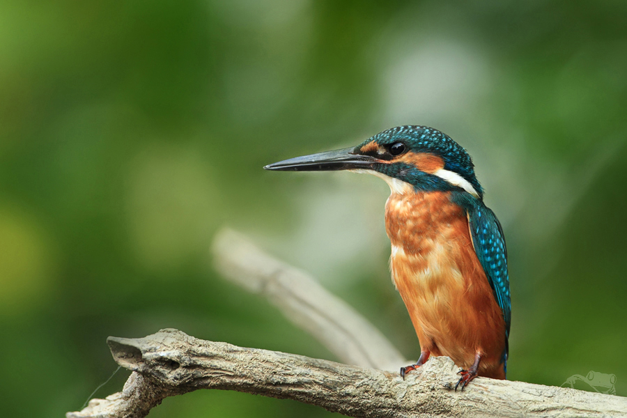 Ledň&aacute;ček ř&iacute;čn&iacute; (Alcedo atthis)