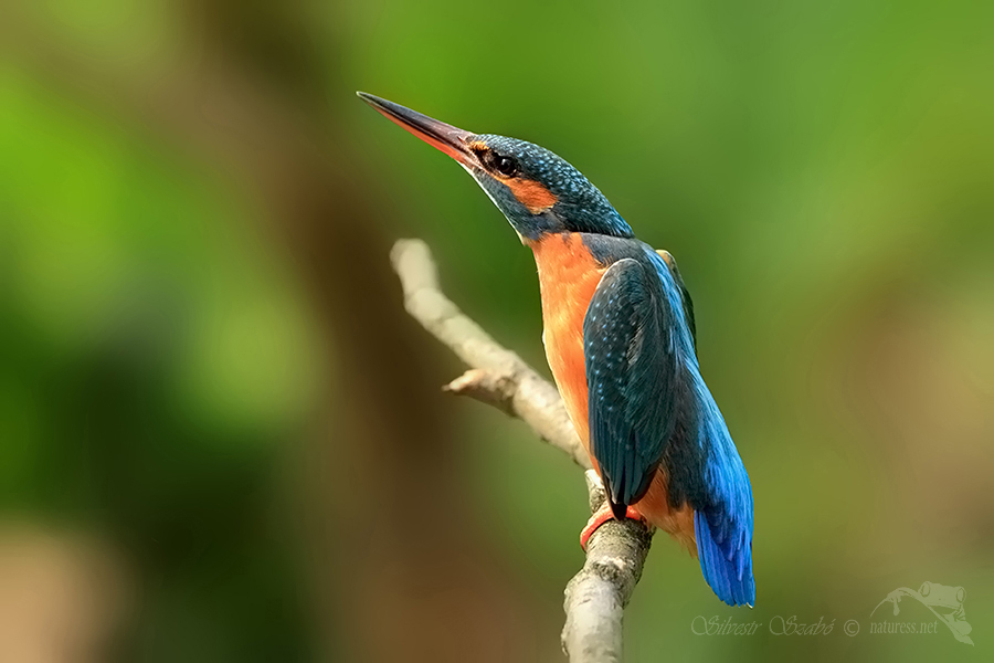Ledň&aacute;ček ř&iacute;čn&iacute; (Alcedo atthis)