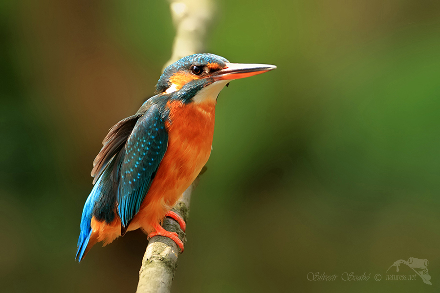Ledň&aacute;ček ř&iacute;čn&iacute; (Alcedo atthis)