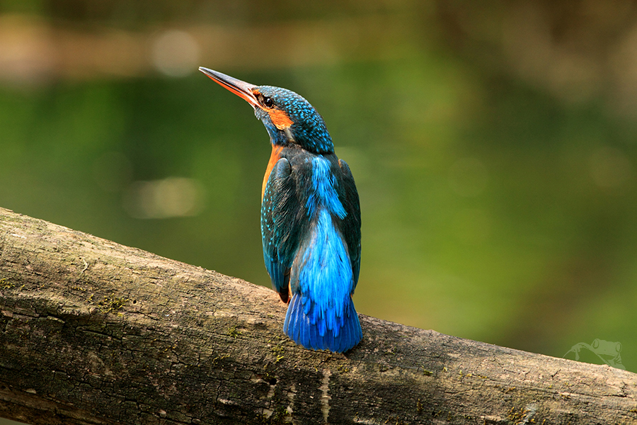 Ledň&aacute;ček ř&iacute;čn&iacute; (Alcedo atthis)