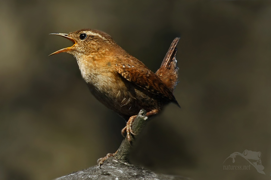 Stř&iacute;zl&iacute;k obecn&yacute; (Troglodytes troglodytes)