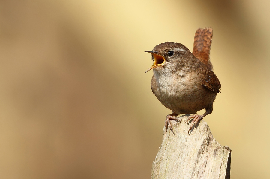 Stř&iacute;zl&iacute;k obecn&yacute; (Troglodytes troglodytes)