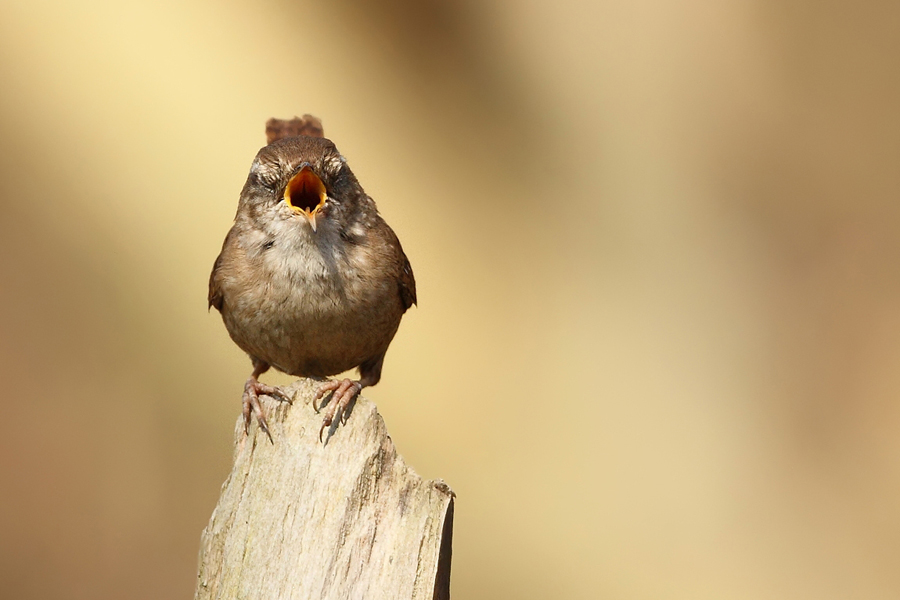 Stř&iacute;zl&iacute;k obecn&yacute; (Troglodytes troglodytes)
