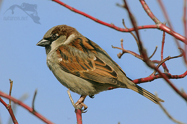 Vrabec pokřovní (Passer hispaniolensis)