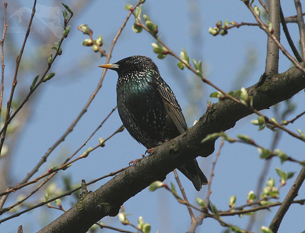 &Scaron;paček obecn&yacute; (Sturnus vulgaris)