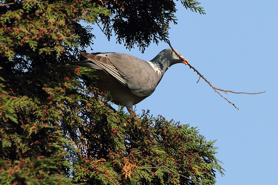 Holub hřivn&aacute;č (Columba palumbus)