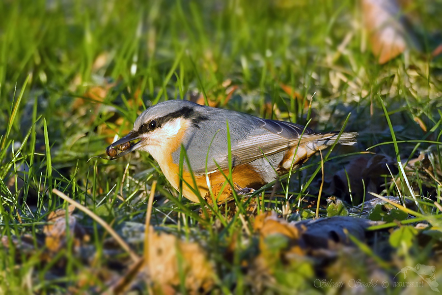 Brhl&iacute;k lesn&iacute; (Sitta europaea)