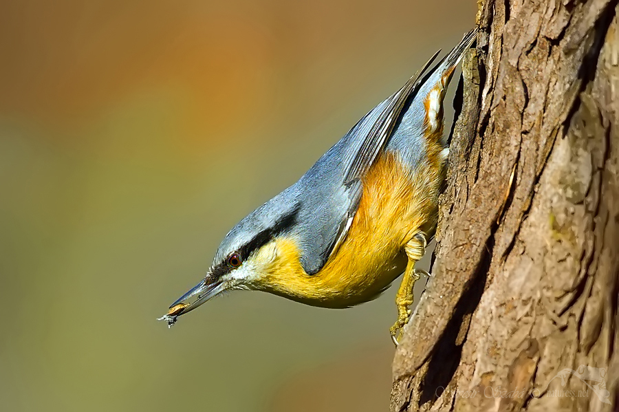 Brhl&iacute;k lesn&iacute; (Sitta europaea)