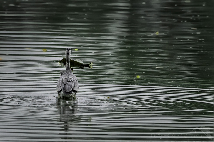 Volavka popelav&aacute; (Ardea cinerea)
