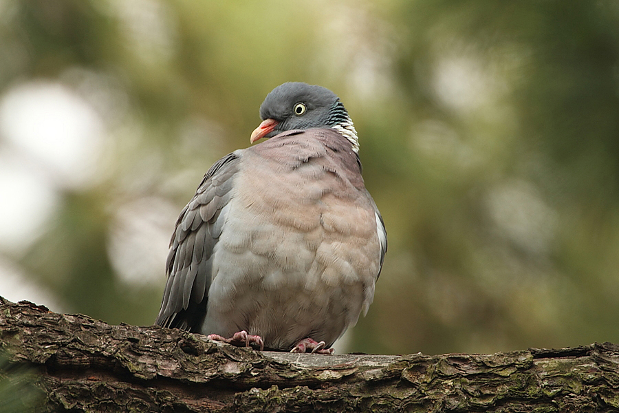 Holub hřivn&aacute;č (Columba palumbus)