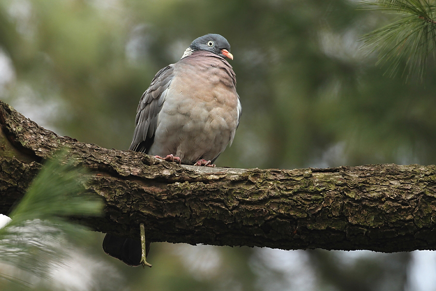 Holub hřivn&aacute;č (Columba palumbus)