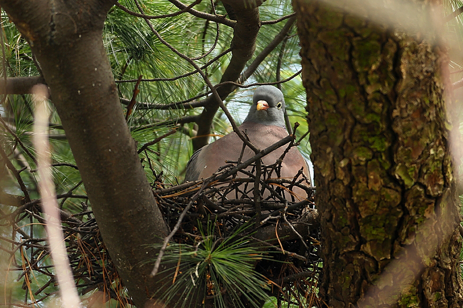 Holub hřivn&aacute;č (Columba palumbus)