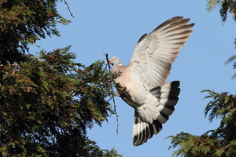 Holub hřivn&aacute;č (Columba palumbus)
