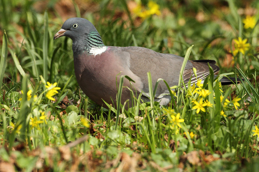 Holub hřivn&aacute;č (Columba palumbus)