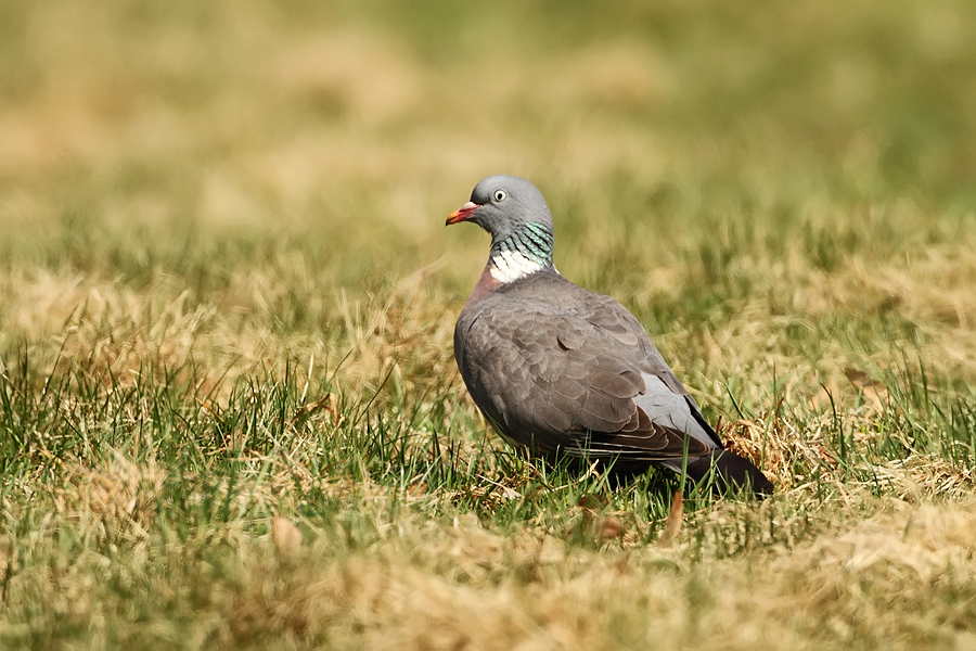 Holub hřivn&aacute;č (Columba palumbus)