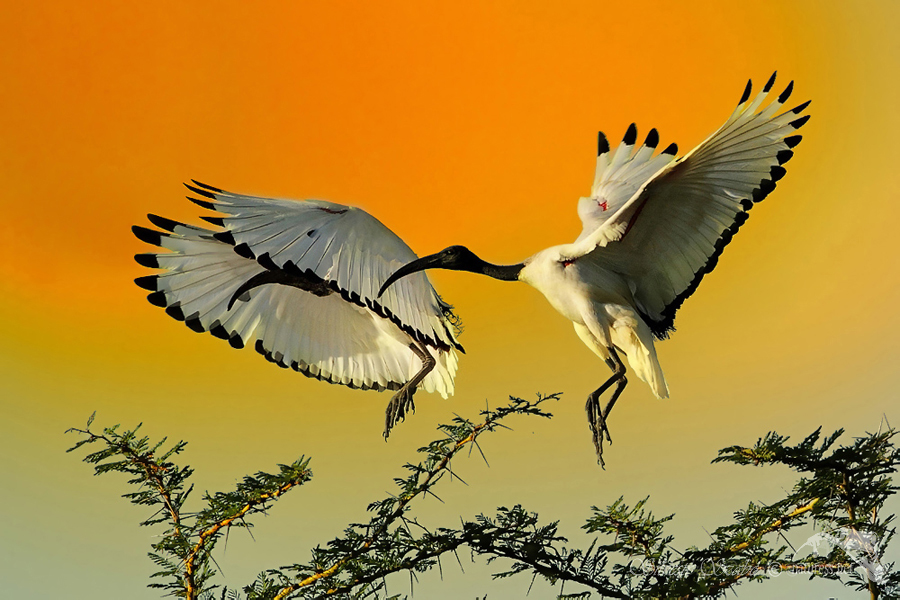Ibis posv&aacute;tn&yacute; (Threskiornis aethiopicus)