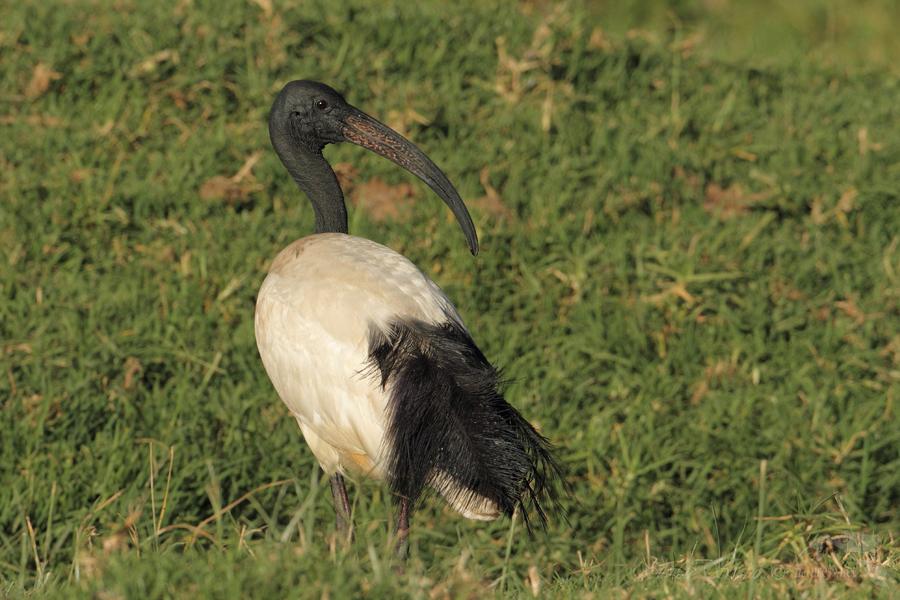 Ibis posvátný (Threskiornis aethiopicus)