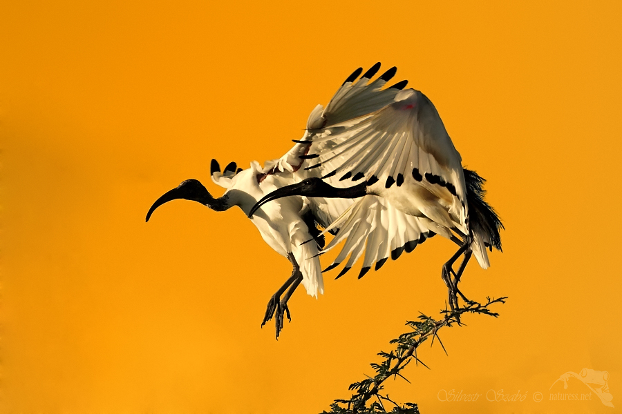 Ibis posvátný (Threskiornis aethiopicus)