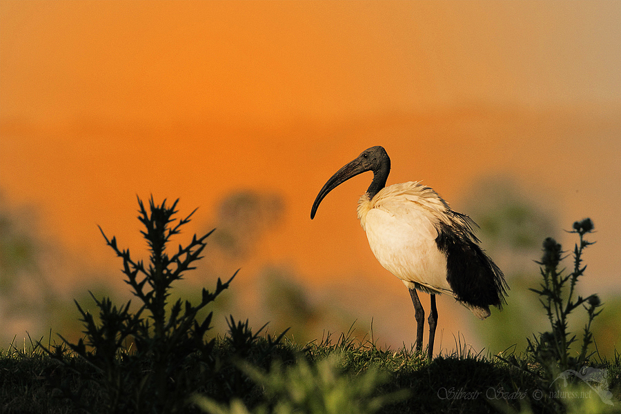 Ibis posvátný (Threskiornis aethiopicus)