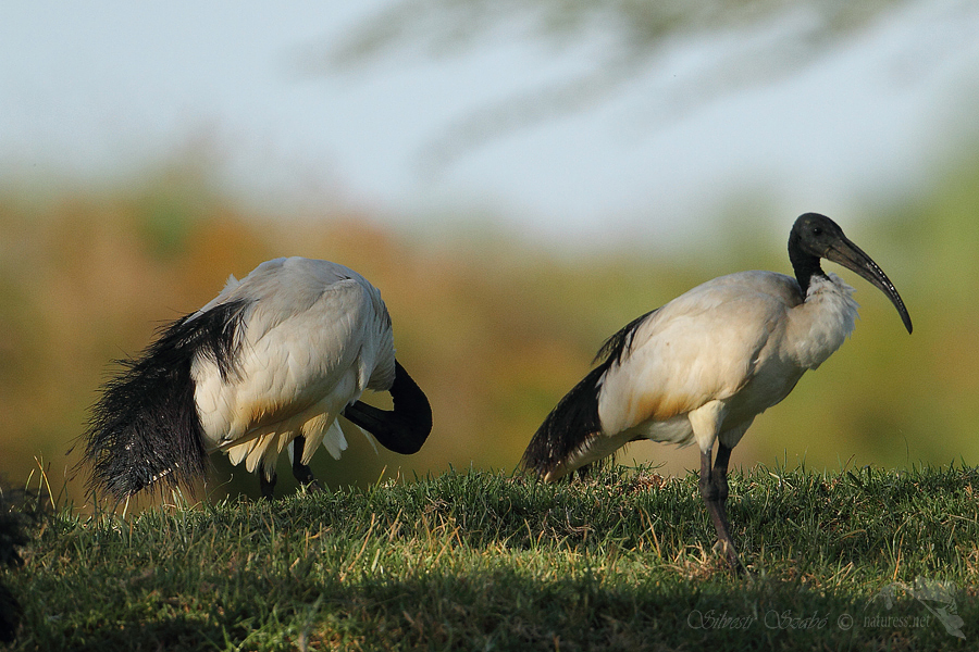 Ibis posvátný (Threskiornis aethiopicus)