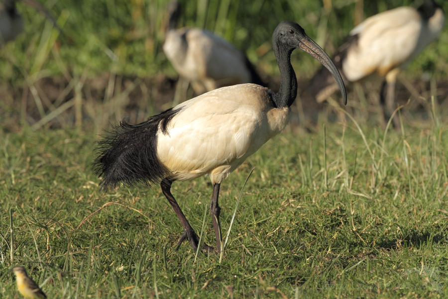 Ibis posvátný (Threskiornis aethiopicus)