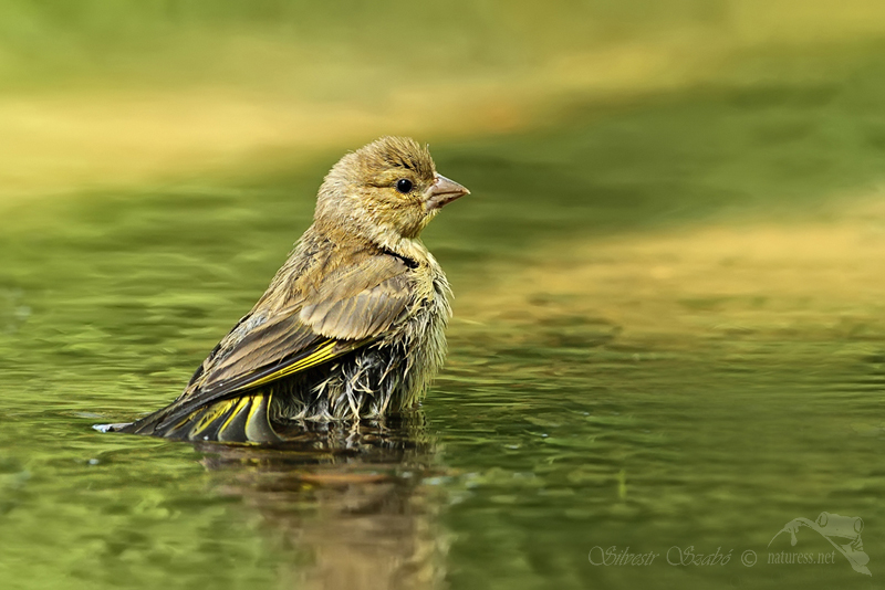 Zvonek zelen&yacute; (Carduelis chloris)