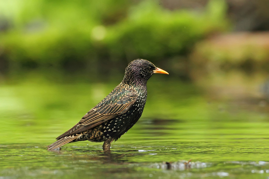 Špaček obecný (Sturnus vulgaris)