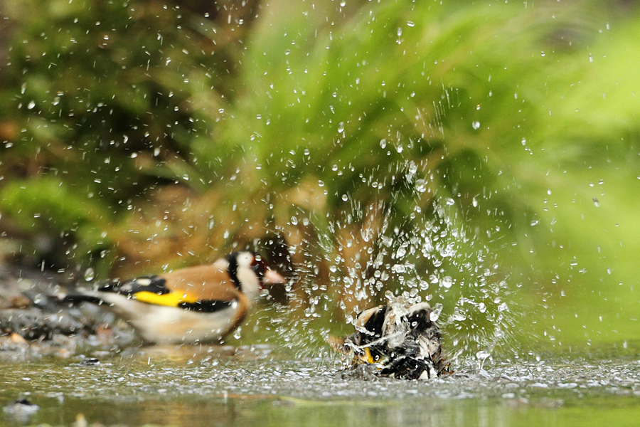 Stehlík obecný (Carduelis carduelis)