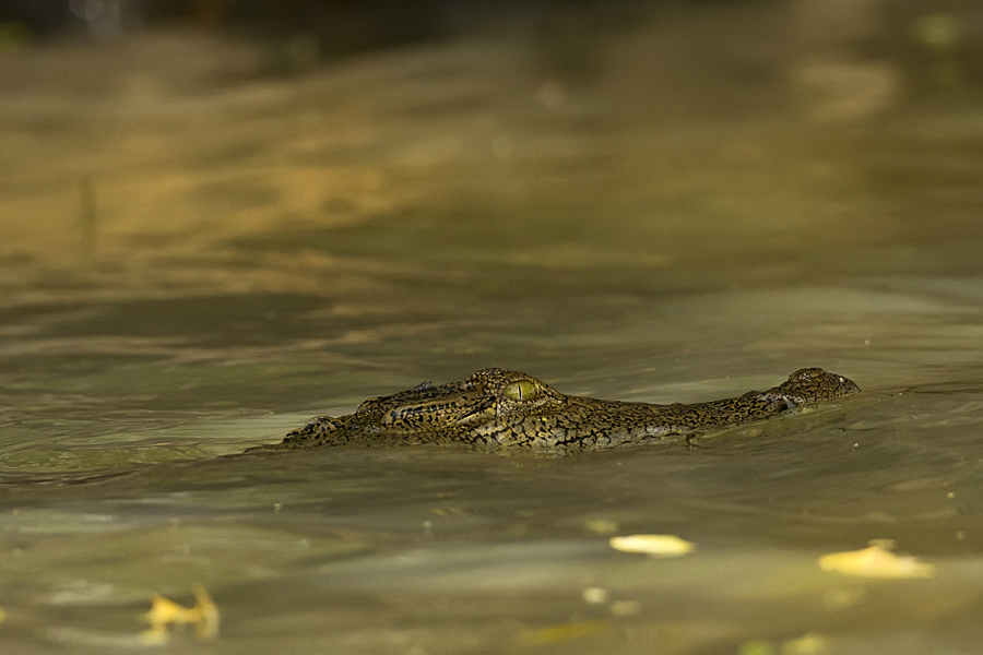 Lake Baringo