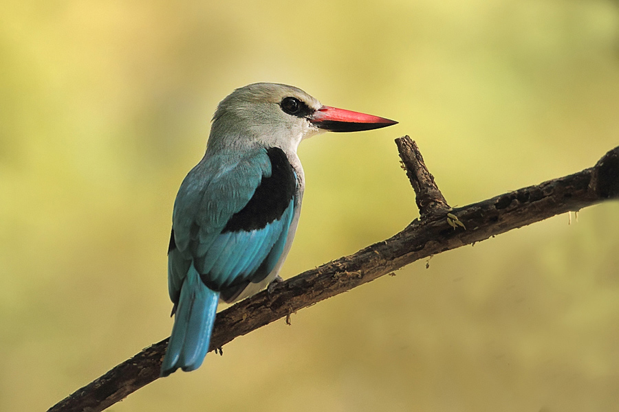Lake Baringo