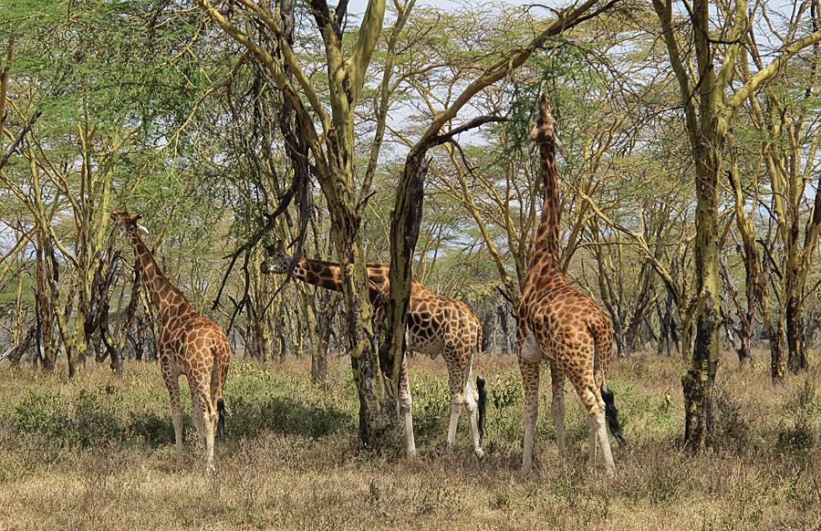 Lake Nakuru National Park