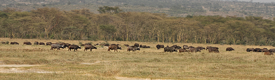 Lake Nakuru National Park